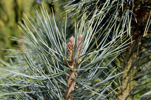 Sosna giętka (Pinus flexilis 'Firmament')