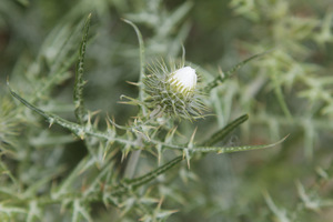 Silybum marianum