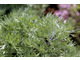 Artemisia schmidtiana (bylica)