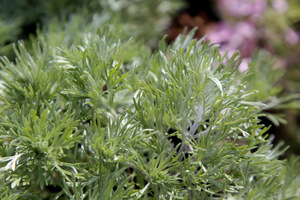 Artemisia schmidtiana (bylica)