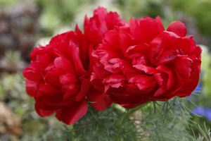 Paeonia tenuifolia rubra 'Plena'