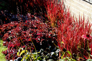 Imperata cylindrica 'Red Baron' z Heuchera