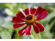 Helenium 'Lambada'