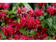 Monarda 'Red Shades'