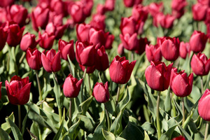 Masa tulipanów