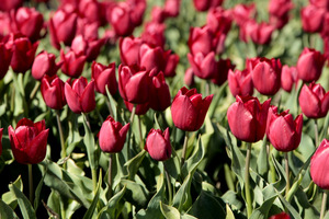 Masa tulipanów