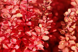 Berberis thunbergii 'Erecta'