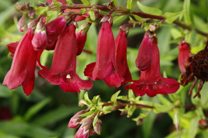 Penstemon