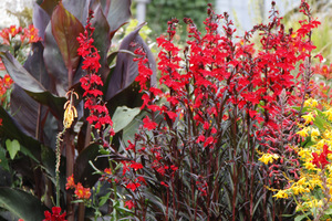 Egzotyczna czerwień - Lobelia cardinalis