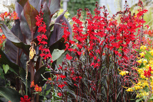 Egzotyczna czerwień - Lobelia cardinalis