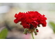 Kwiat pelargonii, najbardziej popularnej rośliny sezonowej