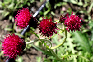 Cirsium rivulare (ostrożeń łąkowy) to jeden z najpiękniejszych i najbardziej okazałych ostów