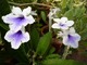 Streptocarpus - skrętnik