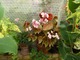 Begonia  w szklarence