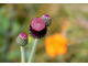 Cirsium rivulare - pąk kwiatowy