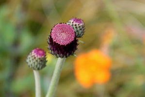 Cirsium rivulare - pąk kwiatowy