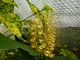 Kwiatostan Hedychium gardenarium