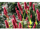 Persicaria amplexicaulis 'Fat Domino'