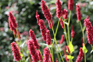 Persicaria amplexicaulis 'Fat Domino'