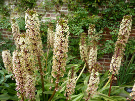 Eucomis comosa "Dark Form"