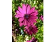 Osteospermum ecklonis - kwiaty