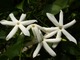 Jasminum - kwiaty