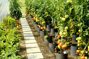 Obfity plon zdrowych pomidorów