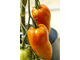 Pomidory o nazwie "Opalka' lub "Bycze rogi".