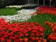 Tulipanowe wstęgi w Holandii na corocznej wystawie w Keukenhof