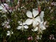 Gaura lindheimeri