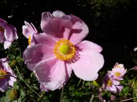 Anemone japonica   (zawilec japoński)