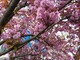 Wiosna na całego, kwitną wiśnie japońskie
