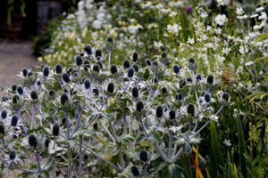 Eryngium giganteum 'Miss Wilmott's Ghost'