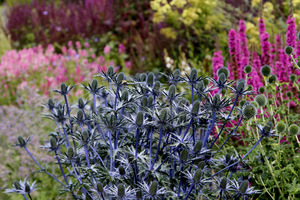 Eryngium planum 'Bethlehem'