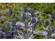 Eryngium planum 'Bethlehem'