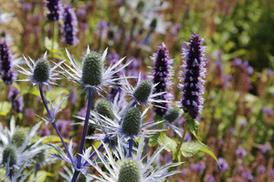 Eryngium planum 'Bethlehem'