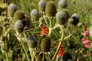 Eryngium agavifolium