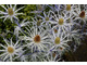 Eryngium bourgatti 'Cobalt Star' 