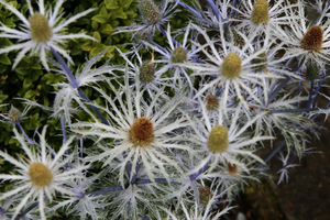 Eryngium bourgatti 'Cobalt Star' 