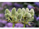 Eryngium eburneum