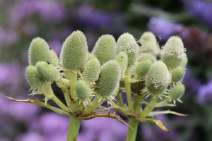 Eryngium eburneum