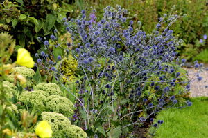 Eryngium planum 'Blue Glitter'