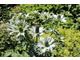 Eryngium giganteum 'Silver Ghost'