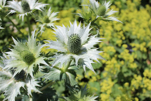 Eryngium giganteum 'Silver Ghost'