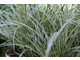 Carex 'Everest' ma paskowane na biało liście