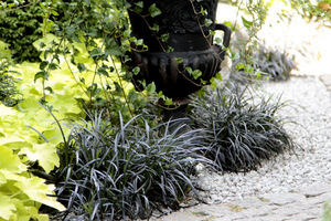 Ophiopogon planiscapus 'Nigrescens' i Heuchera 'Citronelle'