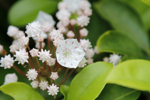 Kalmia angustifolia należy do roślin wrzosowatych