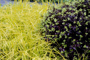 Carex elata 'Aurea' i Pittosporum tenuifolium 'Atropurpureum'