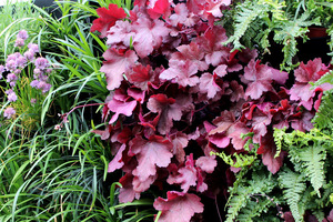 Heuchera