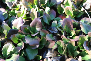 Bergenia cordifolia